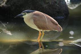 Bird Water Pond