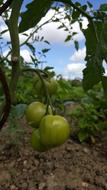 Unripe green tomatoes in the garden