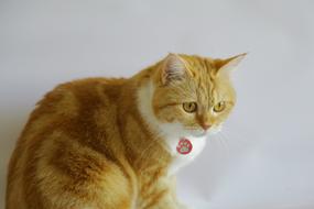 Orange Tabby Kitten