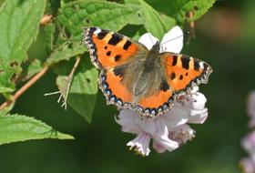 Little Fox Butterfly Insect