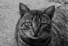 Animal Cat Eye