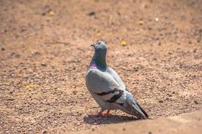Bird Dove Feather