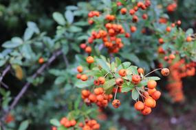 Rowan Cat Plant
