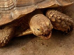 Tortoise Animals In Captivity