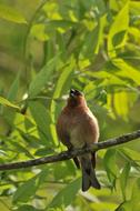 Chaffinches Bird Nature