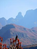 Mountains Drakensberg Aloe Vera
