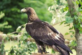 Golden Eagle Adler Raptor