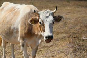Cow Animal Cattle