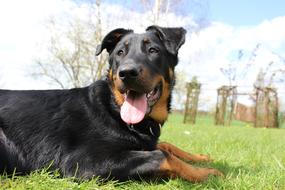 Dog Grass Mammals