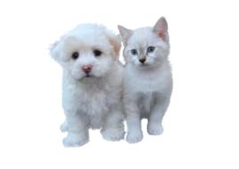 Dog And Cat Free Pet
