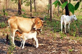 Cow With Calf Cattle Animal
