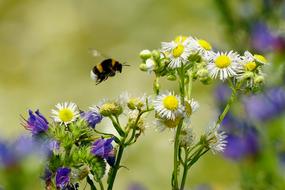 Spring Flowering Plants Insect