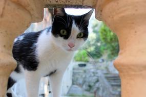 Cat Black And White