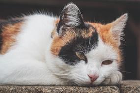 Cat Three Coloured Lucky