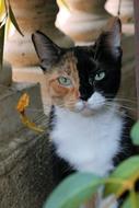 Cat Pussy Tricolor