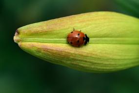 Ladybug Bud Lily