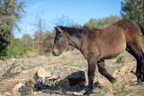 Horse Animal White