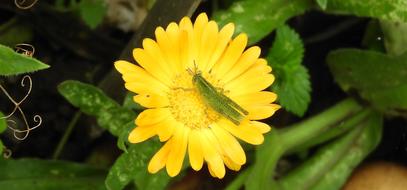 Insect Cricket Flower