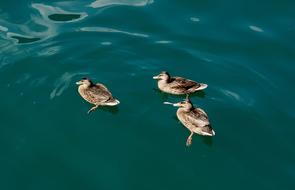 Ducks Waterfowl Water Bird