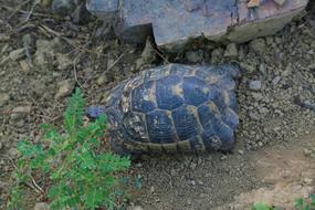 Tortoise Animal Nature