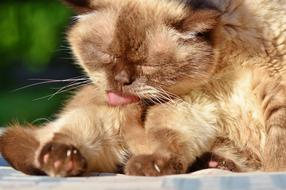 Cat Breed British Shorthair