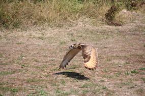 Raptors Falcon Bird