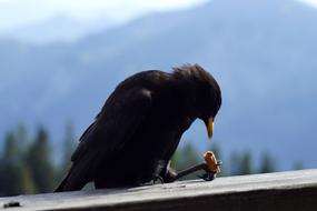 Bergdohle Bird Chough