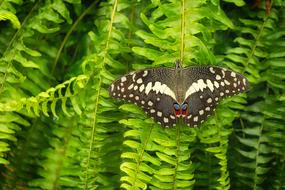 Butterfly Close Up Insect