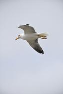 a white bird is flying