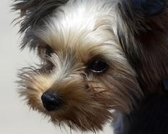 Dog Animal Yorkipoo