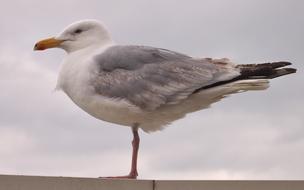 Seagull Bird