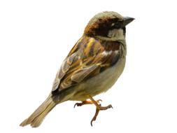 Isolated picture of Bird Sparrow