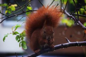 Squirrel Animal Cute