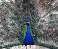 Peacock Bird Animals