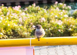 Sparrow Bird Nature