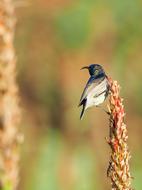 Southern Double-Collared Sunbird