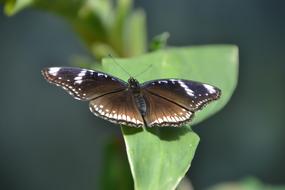 Butterfly Fly Flying