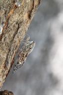 Tree Cicada Insect