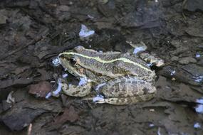 Frog Water Amphibian