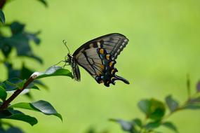 Swallowtail Butterfly Color Insect