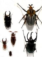 Beetle Black Insect