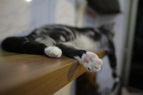 Cat Foot Pet