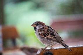 Sparrow Sperling Bird