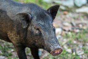 black funny pig