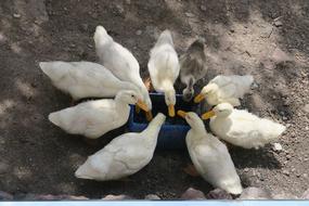 Goose Pets Animal