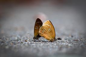 Butterfly Pairing Pairs Brown