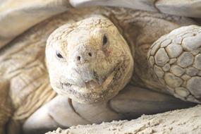 Turtle Wild Animal
