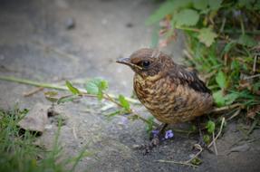 beautiful little bird