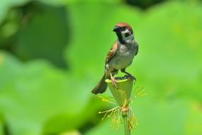 Animal Bird