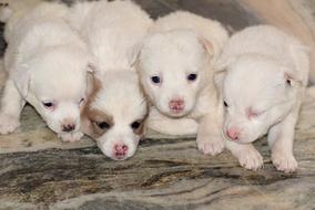 Puppy Pet Cute